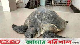 ভোলায় ৫০ কেজি ওজনের বিরল প্রজাতির কচ্ছপ উদ্ধার
