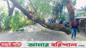 গাছ ফেলে ঢাকা-বরিশাল মহাসড়ক অবরোধ, ৩ ঘণ্টা বন্ধ যান চলাচল