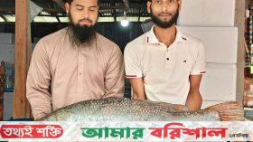 ইলিশ ধরা জালে ধরা ১৯ কেজি ওজনের কোরাল মাছ