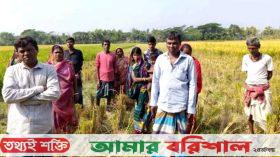 বরগুনায় রাতের আঁধারে কৃষকের ধান কেটে নেওয়ার অভিযোগ