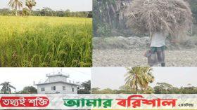 বরিশালে অগ্রহায়নের ভোরেই মাঠে ধান কাটার ব্যস্ততা