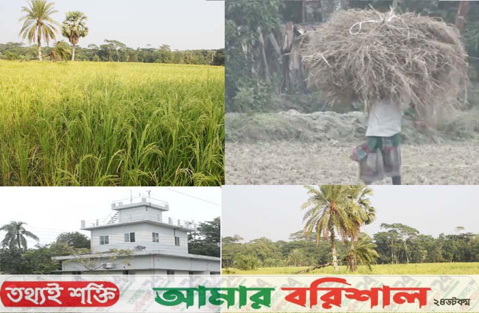 বরিশালে অগ্রহায়নের ভোরেই মাঠে ধান কাটার ব্যস্ততা