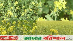 সরিষা চাষে পাল্টে যাচ্ছে কৃষকদের ভাগ্য