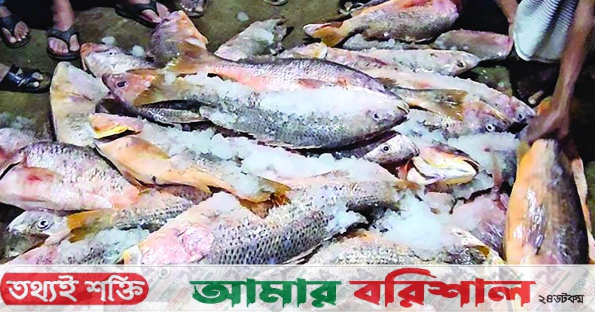 এক জালে ১শ’ মণ লাল কোরাল ধরা