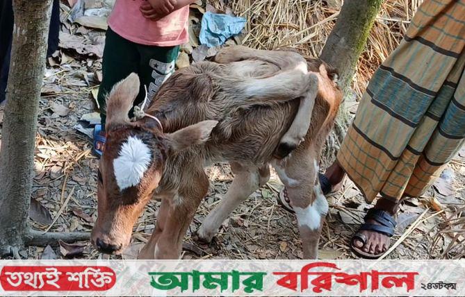 লালমোহনে ৬ পা বিশিষ্ট বাছুর, এলাকাজুড়ে চাঞ্চল্য