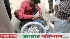 অবাধে চলছে ইলিশের পোনা বিক্রি