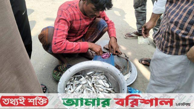 অবাধে চলছে ইলিশের পোনা বিক্রি