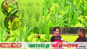 বরিশালে সরিষা ক্ষেতে মধুর নিরব বিপ্লব