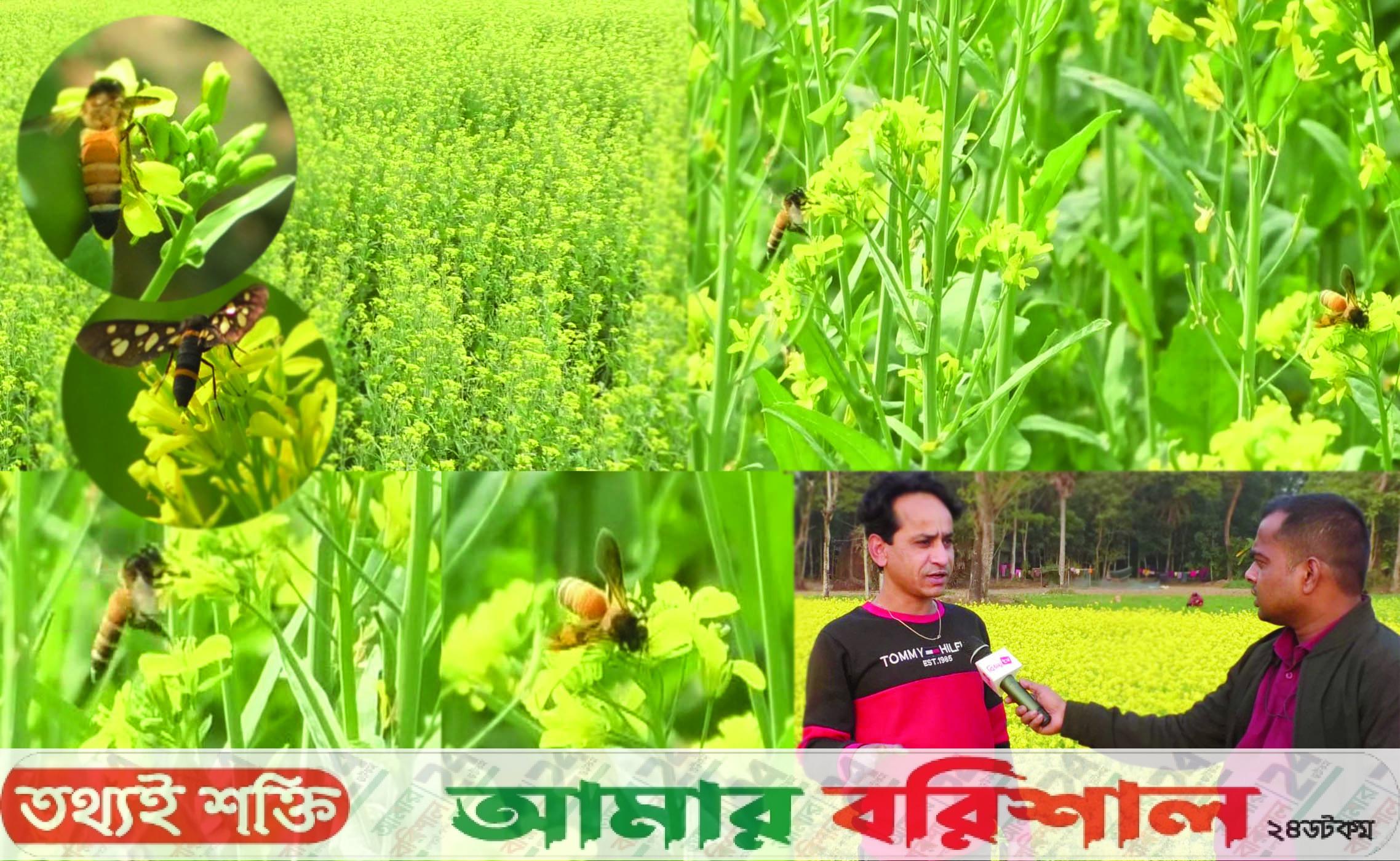 বরিশালে সরিষা ক্ষেতে মধুর নিরব বিপ্লব