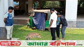ভোলায় লোকালয় থেকে চিত্রা হরিণ উদ্ধার