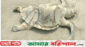 কুয়াকাটা সৈকতে ভেসে এলো মৃত মা কচ্ছপ