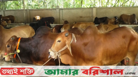 কোরবানীর পর্যাপ্ত গরু আছে দক্ষিণাঞ্চলে