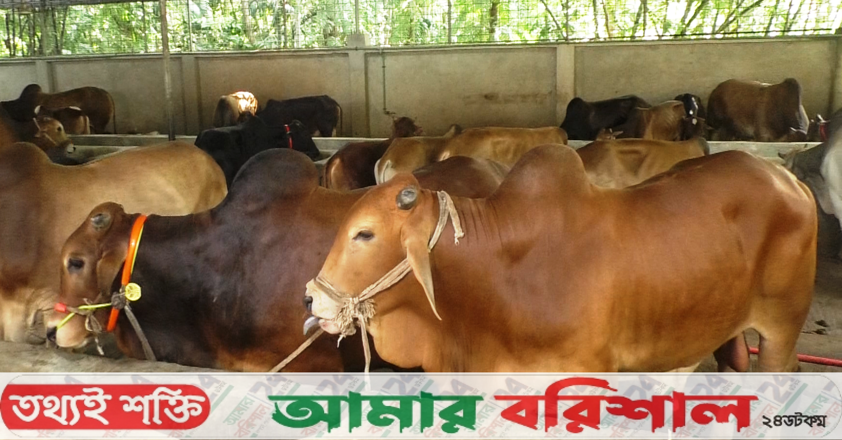 কোরবানীর পর্যাপ্ত গরু আছে দক্ষিণাঞ্চলে