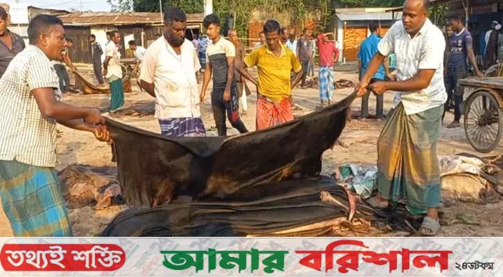 কোরবানির চামড়ার বাজারে ধস, হতাশ ব্যবসায়ীরা