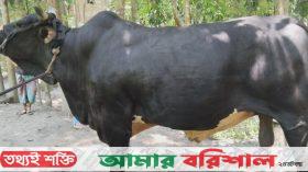 “বাদসাহ” কে নিয়ে দুশ্চিন্তায় খামারী