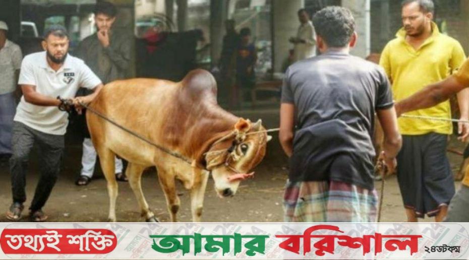 গরুর লাথি-গুঁতা খেয়ে ৮০ জন হাসপাতালে