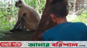 নাজিরপুরে ঘুরে বেড়াচ্ছে দলছুট মুখপোড়া হনুমান