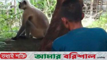 নাজিরপুরে ঘুরে বেড়াচ্ছে দলছুট মুখপোড়া হনুমান