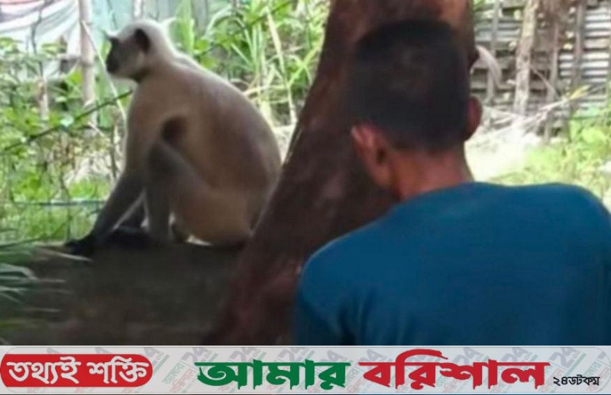 নাজিরপুরে ঘুরে বেড়াচ্ছে দলছুট মুখপোড়া হনুমান