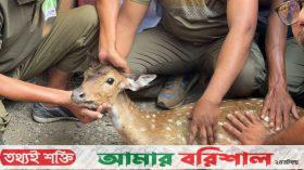 হঠাৎ লোকালয়ে জীবিত হরিণ, হতভাগ গ্রামবাসী