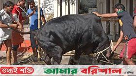 ঈদের দ্বিতীয় দিনেও চলছে পশু কোরবানি
