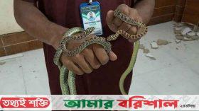 ডিআইজির কার্যালয় থেকে এক জোড়া কালনাগিনী সাপ উদ্ধার