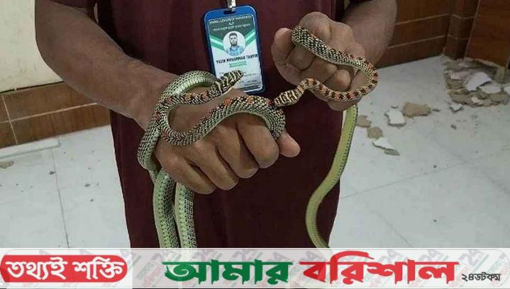 ডিআইজির কার্যালয় থেকে এক জোড়া কালনাগিনী সাপ উদ্ধার