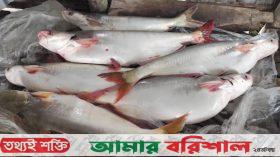 মেঘনায় ধরা পড়ছে বড় পাঙ্গাস