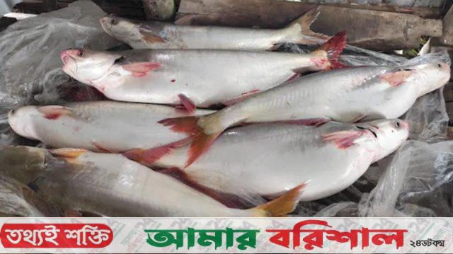 মেঘনায় ধরা পড়ছে বড় পাঙ্গাস