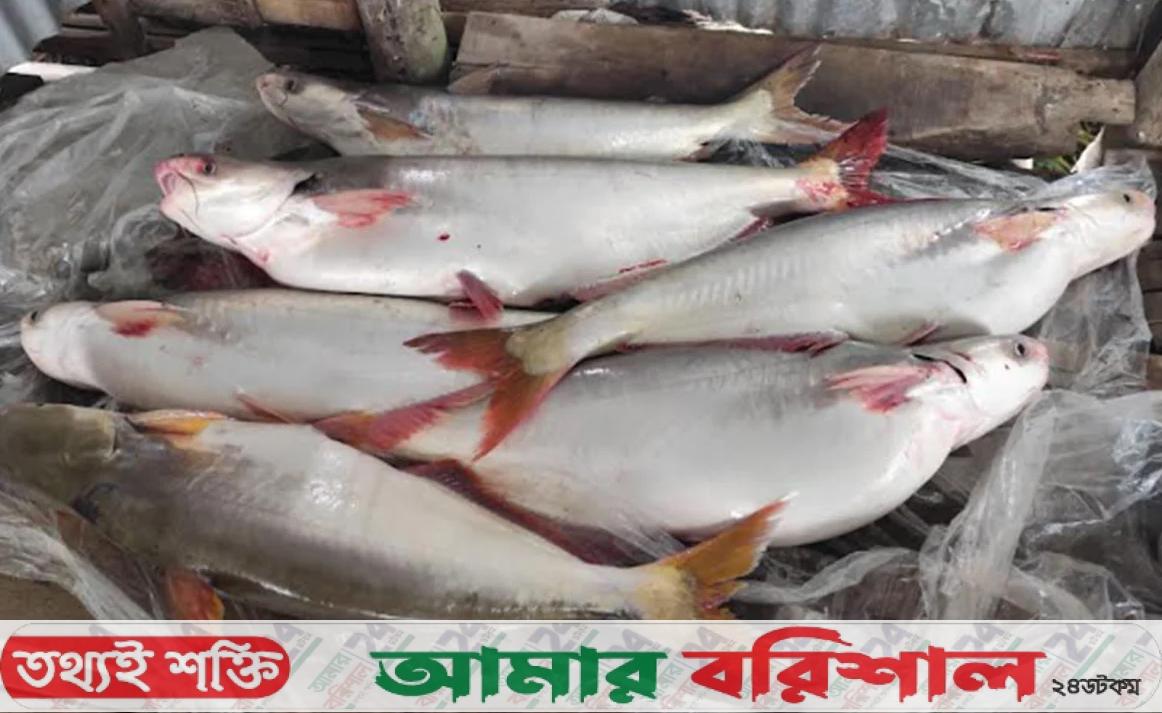 মেঘনায় ধরা পড়ছে বড় পাঙ্গাস