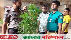 বরিশালে বাগান থেকে গাঁজা গাছ উদ্ধার