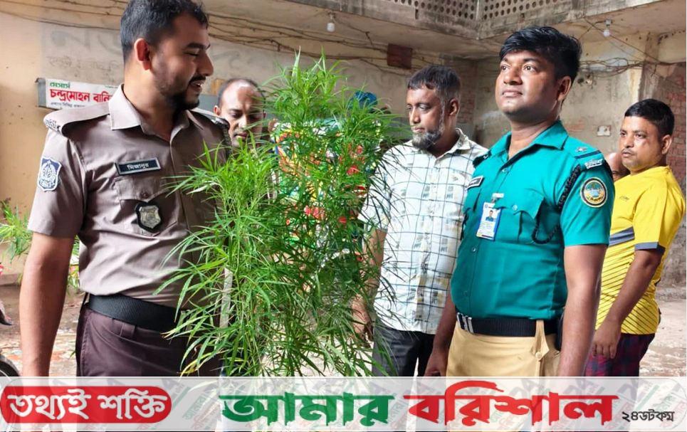 বরিশালে বাগান থেকে গাঁজা গাছ উদ্ধার