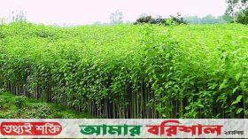 লোকসানের ভয়ে মঠবাড়িয়ায় কমছে পাট চাষ