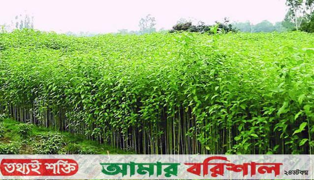 লোকসানের ভয়ে মঠবাড়িয়ায় কমছে পাট চাষ