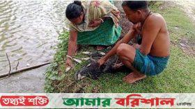 বিলুপ্ত প্রায় দেশীয় মাছ চাষে স্বাবলম্বী গ্রামীণ নারী-পুরুষ