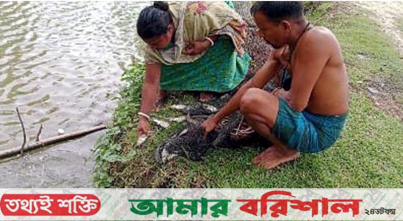বিলুপ্ত প্রায় দেশীয় মাছ চাষে স্বাবলম্বী গ্রামীণ নারী-পুরুষ