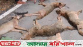 ৭ শিয়াল রান্না করে রুটি দিয়ে খেল বরিশালের বাসিন্দারা!