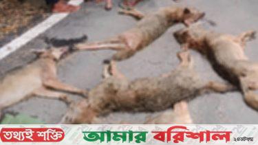 ৭ শিয়াল রান্না করে রুটি দিয়ে খেল বরিশালের বাসিন্দারা!