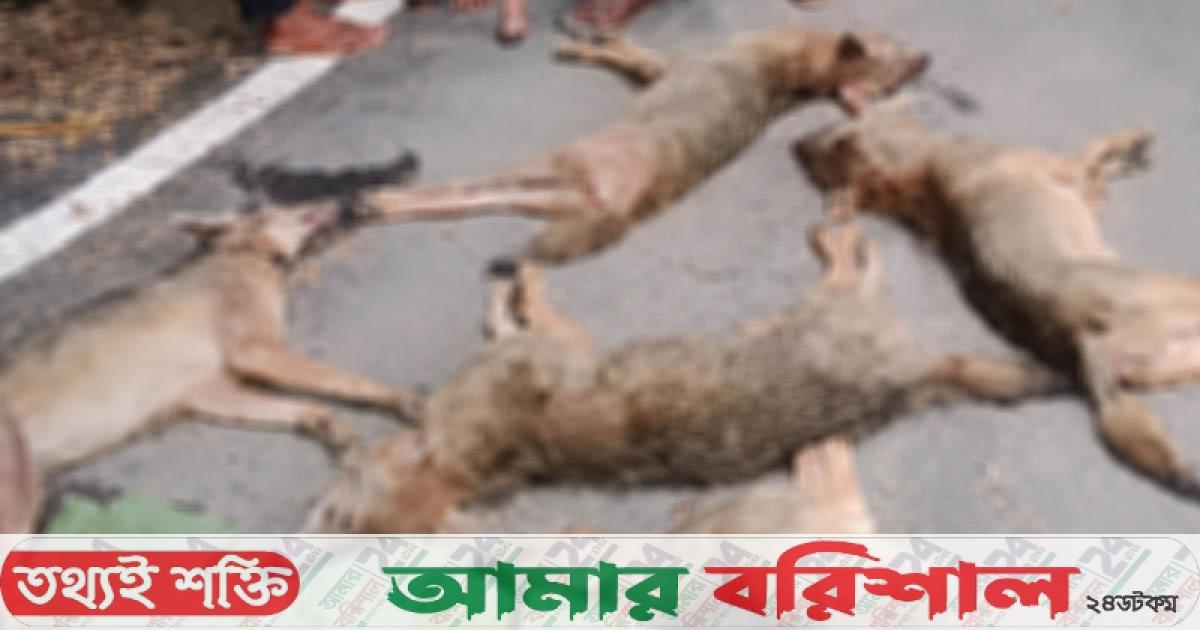 ৭ শিয়াল রান্না করে রুটি দিয়ে খেল বরিশালের বাসিন্দারা!