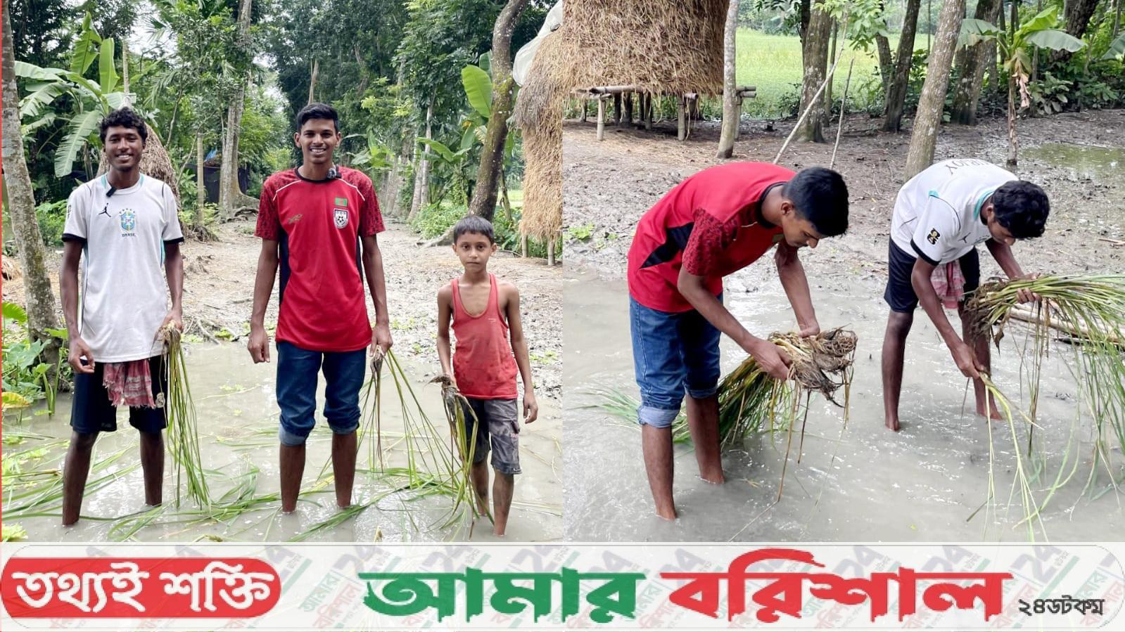 বেহাল দুই সড়কে ধানের চারা লাগিয়ে গ্রামবাসীর প্রতিবাদ