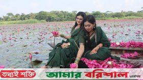 নতুন সাজে সাতলার শাপলা বিল