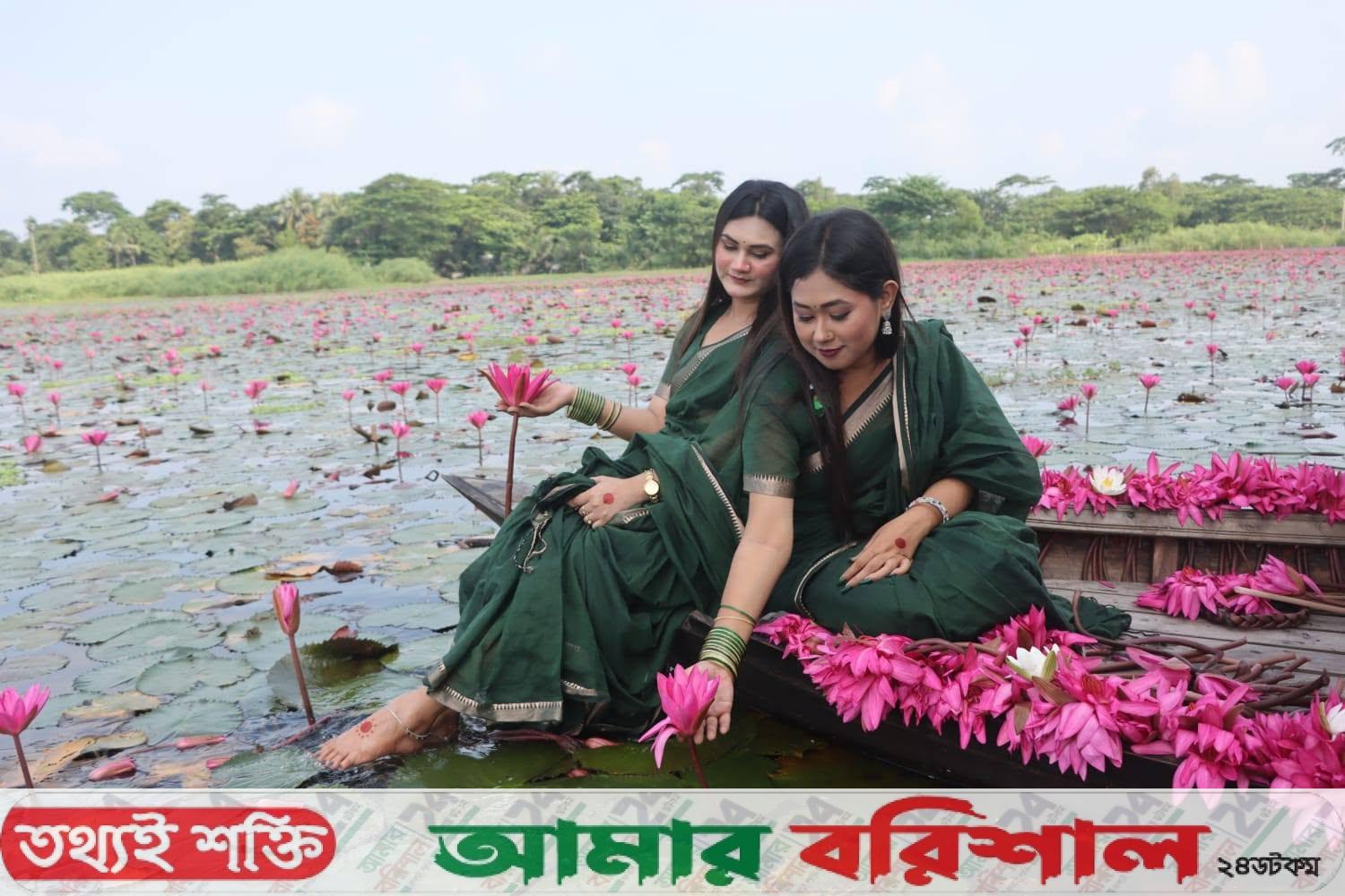 নতুন সাজে সাতলার শাপলা বিল