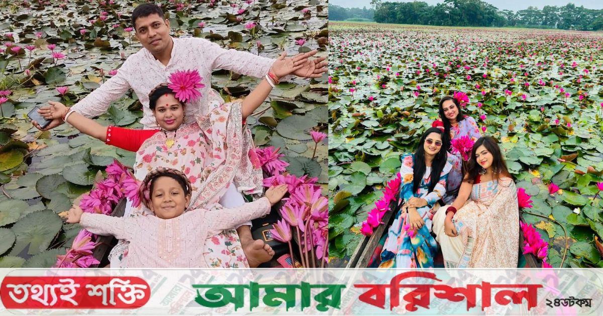 শাপলার সৌন্দর্যে মুগ্ধ উজিরপুর, বাড়ছে পর্যটকের ভিড়