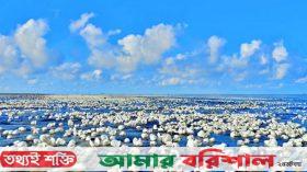 কুয়াকাটায় ঝিনুকের ‘সাদা গালিচা’, মুগ্ধ পর্যটকরা