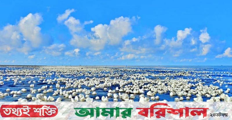 কুয়াকাটায় ঝিনুকের ‘সাদা গালিচা’, মুগ্ধ পর্যটকরা