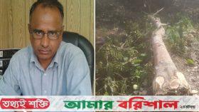 বিধবার গাছ কাটার অভিযোগ বিএনপি নেতার বিরুদ্ধে