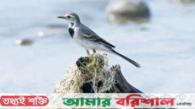 কুয়াকাটা সৈকতের শ্বেত খঞ্জন