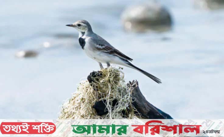 কুয়াকাটা সৈকতের শ্বেত খঞ্জন